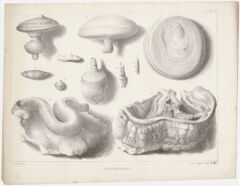 Thumbnail for J. Peckham plate, "Concretions," 1841