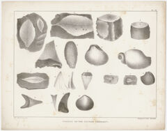 Thumbnail for Orra White Hitchcock plate, "Fossils of the Eocene Tertiary," 1841