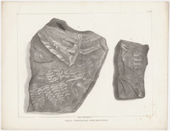 Thumbnail for Plates, "Fossil vegetables from Mansfield," 1841 - Image 1