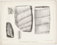 Thumbnail for Orra White Hitchcock plate, "Fossil vegetables from Wrentham," 1841