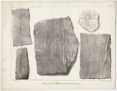 Thumbnail for J. Peckham plate, "Fossil plants of the new red sandstone," 1841