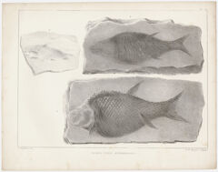 Thumbnail for J. Peckham plate, "Fossil fish, Sunderland," 1841