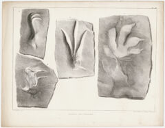 Thumbnail for J. Peckham plate, "Fossil footmarks," 1841