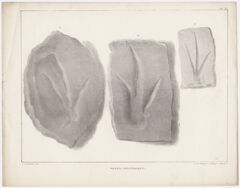 Thumbnail for J. Peckham plates, "Fossil Footmarks," 1841 - Image 1