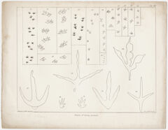 Thumbnail for Orra White Hitchcock plate, "Tracks of living animals," 1841