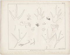 Thumbnail for Orra White Hitchcock plate, "Feet and Tracks of Living Animals," 1841