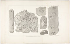 Thumbnail for J. Peckham plate, "Fossil footmarks, rain drops and bones," 1841