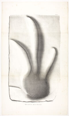 Thumbnail for J. Peckham plate, "Sauroid footmark," 1841