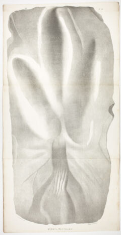 Thumbnail for J. Peckham plate, "Fossil footmark," 1841