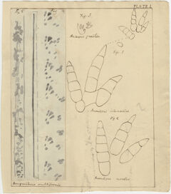 Thumbnail for Drawings of the fossil footprints of several species