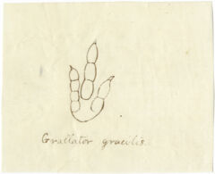 Thumbnail for Drawing of Grallator gracilis