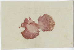 Thumbnail for Seaweed specimens for Orra White Hitchcock - Image 1