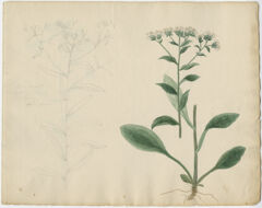 Thumbnail for Pencil and watercolor drawings of asters - Image 1