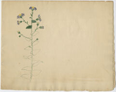 Thumbnail for Watercolor drawing of purple asters