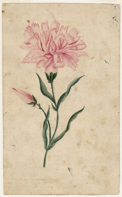 Thumbnail for Watercolor drawing of carnation