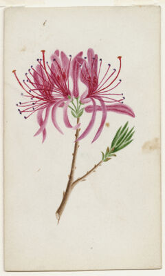 Thumbnail for Watercolor drawing of cleome