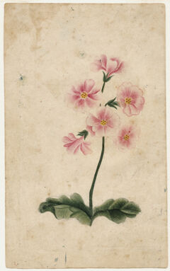 Thumbnail for Watercolor drawing of geranium