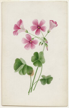 Thumbnail for Watercolor drawing of oxalis