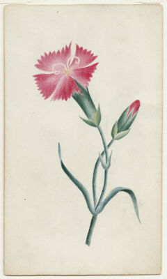 Thumbnail for Watercolor drawing of dianthus flower and bud