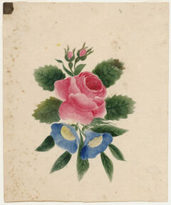 Thumbnail for Watercolor drawing of rose and bluebell