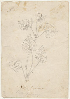Thumbnail for Viola pubescens