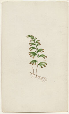 Thumbnail for Watercolor drawing of unidentified botanical specimen with roots