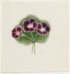 Thumbnail for Watercolor drawing of a sprig of three unidentified purple flowers