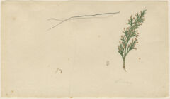Thumbnail for Orra White Hitchcock drawing of cedar sprig
