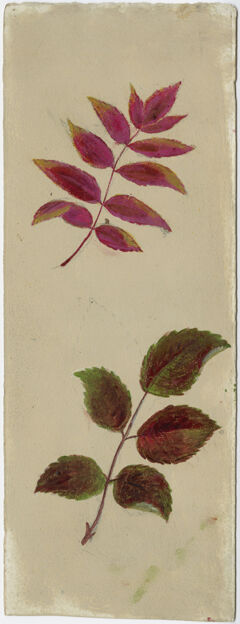 Thumbnail for Orra White Hitchcock painting of two unidentified sprigs