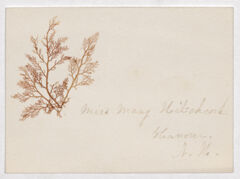 Thumbnail for Mary Hitchcock botanical scrapbook and calling card to Sarah J. Cowles - Image 1