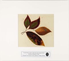 Thumbnail for Orra White Hitchcock painting of birch leaves