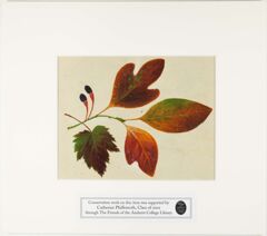 Thumbnail for Orra White Hitchcock painting of sassafras leaves and maple leaf