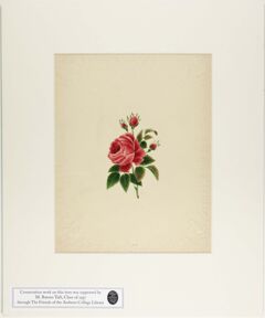 Thumbnail for Orra White Hitchcock painting of a rose - Image 1