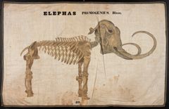 Thumbnail for Orra White Hitchcock drawing of woolly mammoth skeleton
