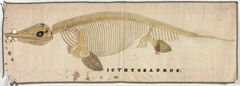 Thumbnail for Orra White Hitchcock drawing of ichthyosaurus skeleton