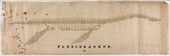 Thumbnail for Orra White Hitchcock drawing of plesiosaurus skeleton