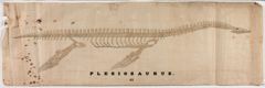 Thumbnail for Orra White Hitchcock drawing of plesiosaurus skeleton