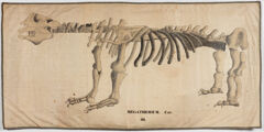 Thumbnail for Orra White Hitchcock drawing of megatherium skeleton