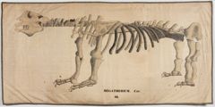Thumbnail for Orra White Hitchcock drawing of megatherium skeleton