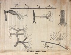 Thumbnail for Orra White Hitchcock drawing of hydra viridis
