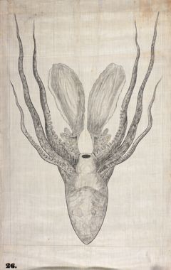 Thumbnail for Orra White Hitchcock drawing of octopus