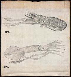 Thumbnail for Orra White Hitchcock drawing of two squids