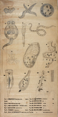 Thumbnail for Orra White Hitchcock drawing of fourteen invertebrate organisms