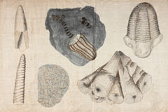 Thumbnail for Orra White Hitchcock drawing of invertebrate fossils